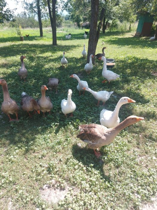 Продам Гусей 4 месяца крупные