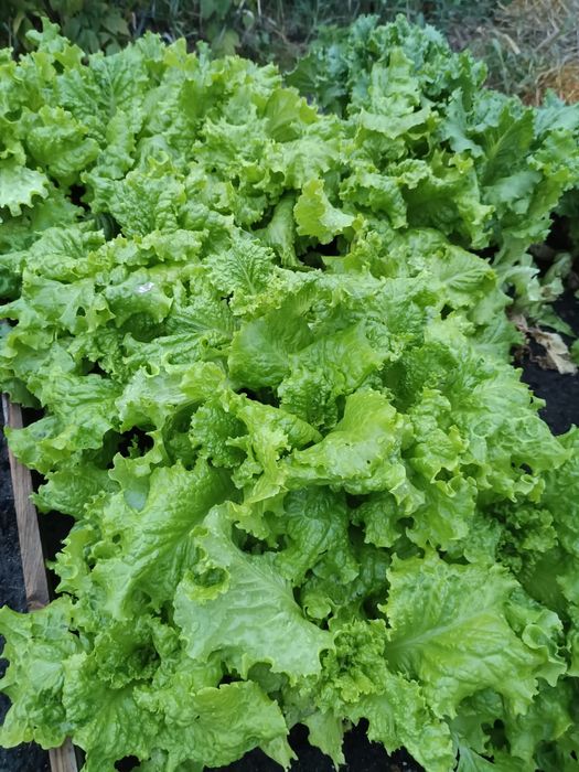 Продам зелень с дачи