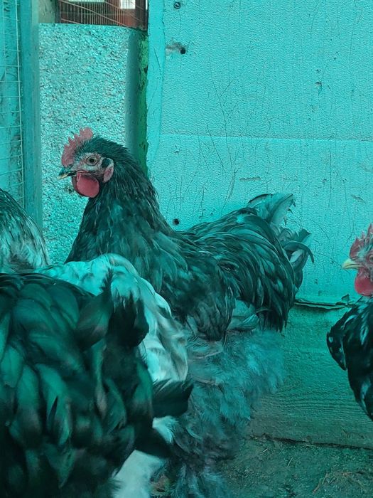Продам петухов кохинхина