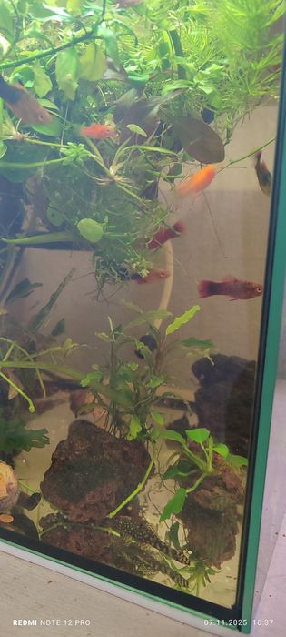 Бесплатно отдам пециллий и анцитрусов