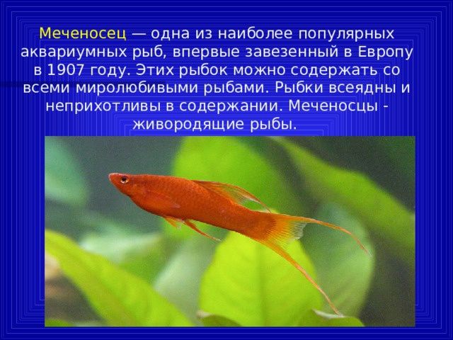 Продам аквариумных рыбок