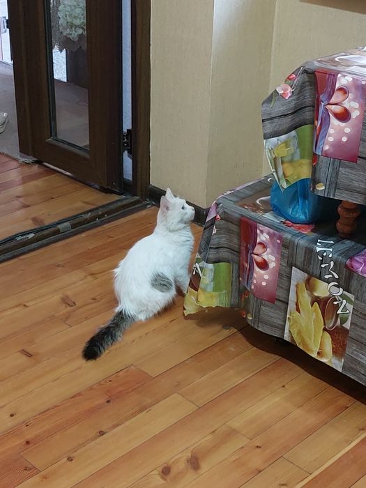 В добрые руки кошечка