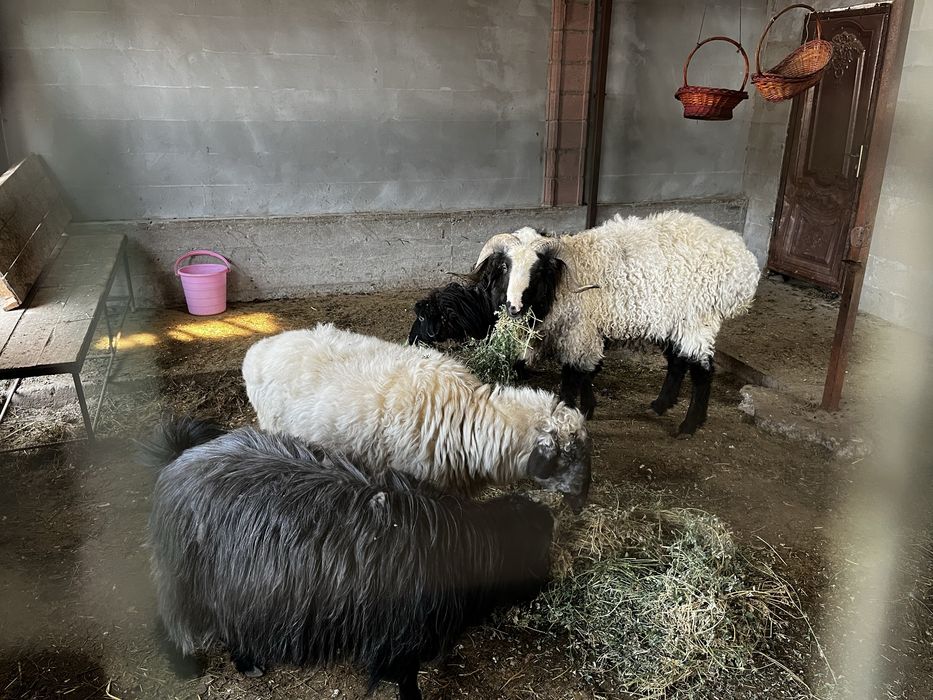 Строй базар ул Гулабад 32 продается баран ухоженный питанный домашний