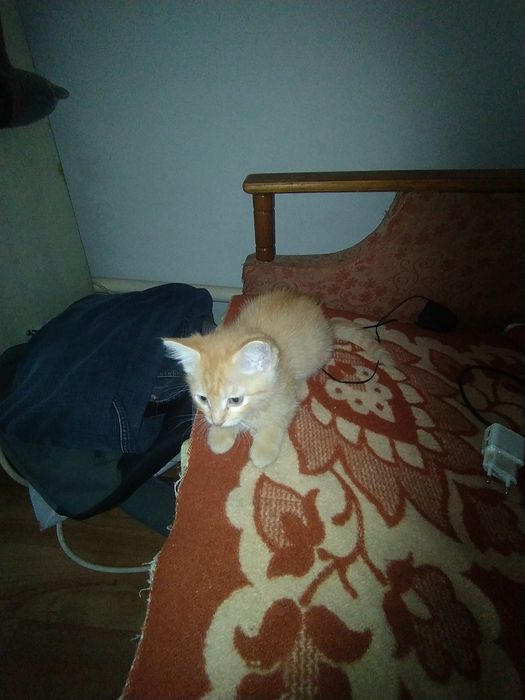 Отдам Кота ответственным добрым людям