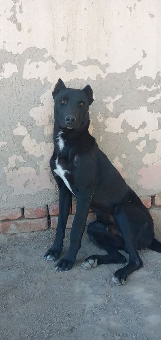 Pitbull erkak 8 oylik