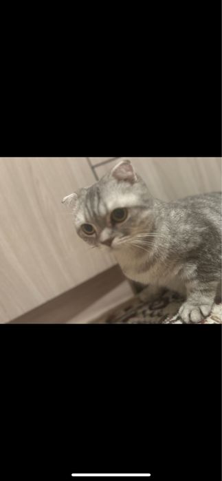 Шотландская вислоухая