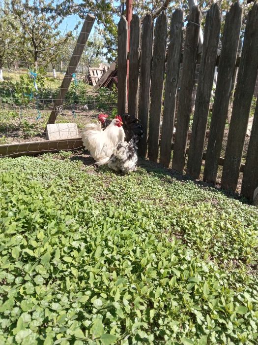 Cocoși Cochinchina pitic
