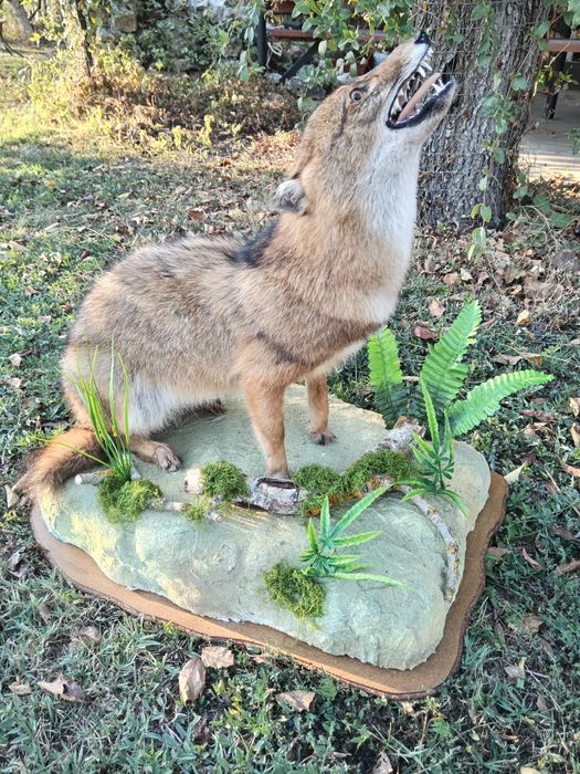 Препариран Чакал продавам