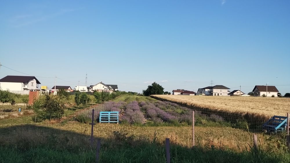 Tufe butași lavanda levănțică aclimatizați Berceni  Ilfov/ Apărătorii