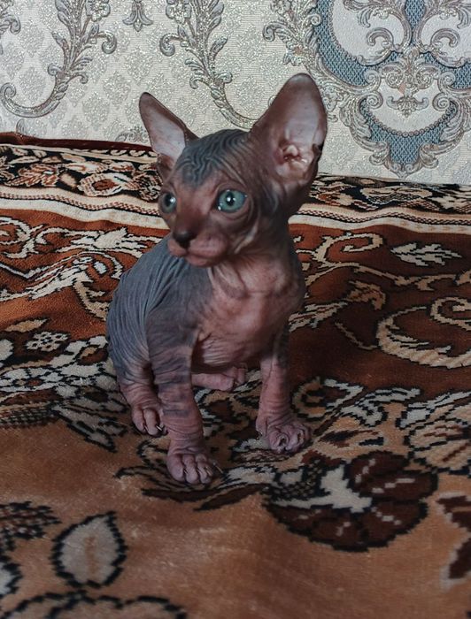 Котята конадского Сфинкса