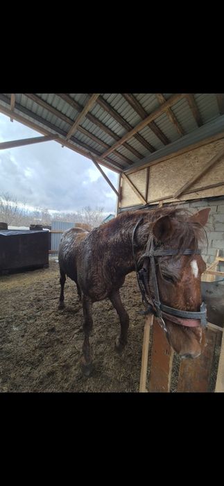 Жеребец айғыр жылқы