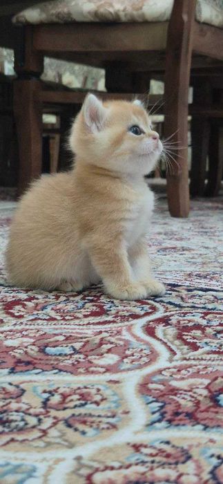 Алиментный котенок Scotish straight от чистокровных родителей