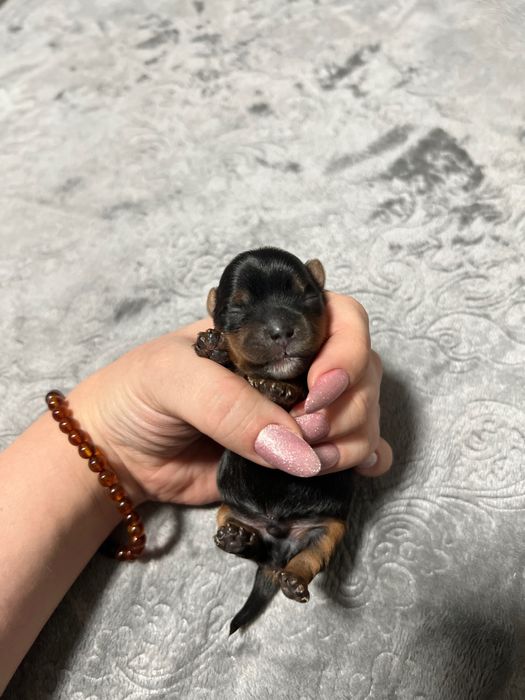 Щенки йоркширского терьера