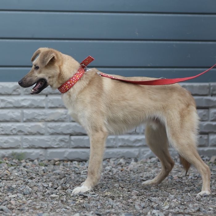 Милый Май, 11 мес., в поисках семьи