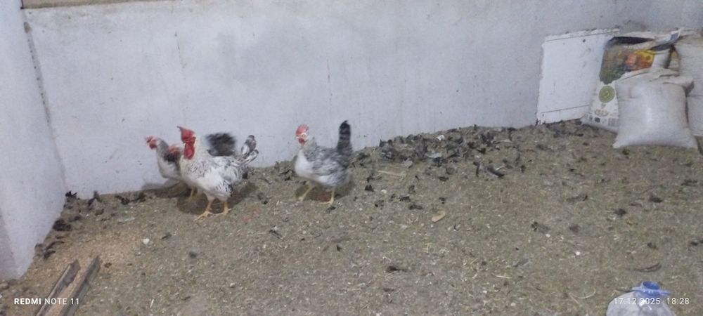 Балковский зотдор хуроз товуклар сотилади