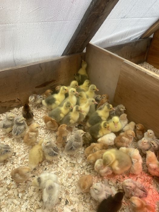 Vand boboci de gasca de 3 zile