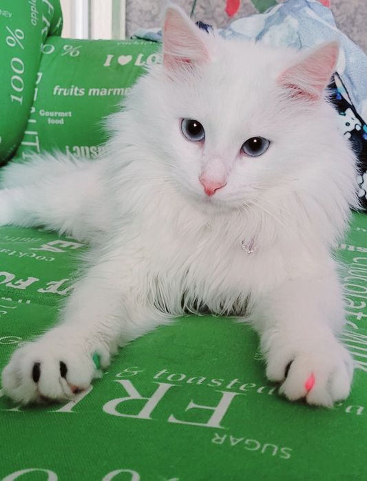 Вязка кот Турецкого Ангора