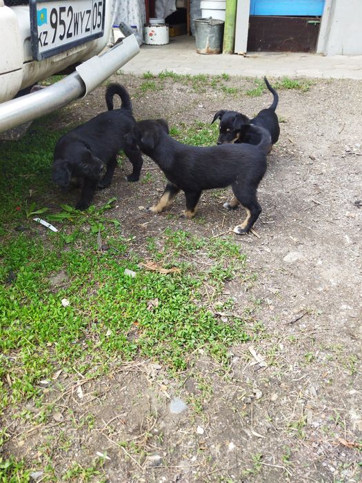 Щенки в хорошие руки