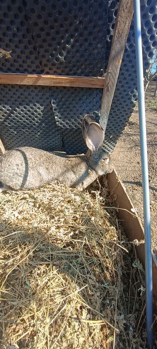 Vând iepuri uriaș belgian