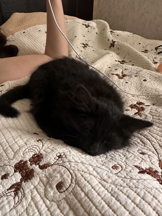Котенок 2 месяца