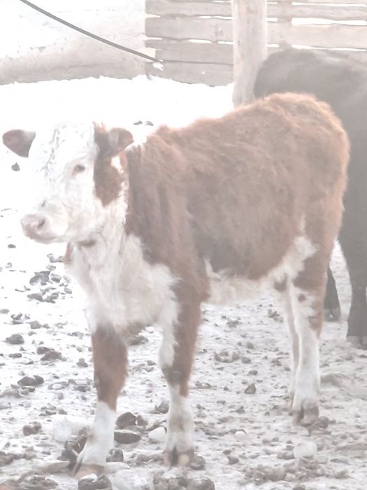 Телки 2025 года / Акбас кашарлар