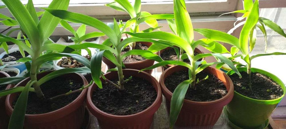 Стайно саксийно растение Кализия ароматна - Златен мустак