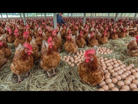 Vindem găini de oua în toată țara