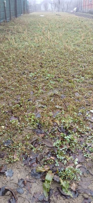 Ilfov 1 Decembrie teren intravilan  zona  Lidl