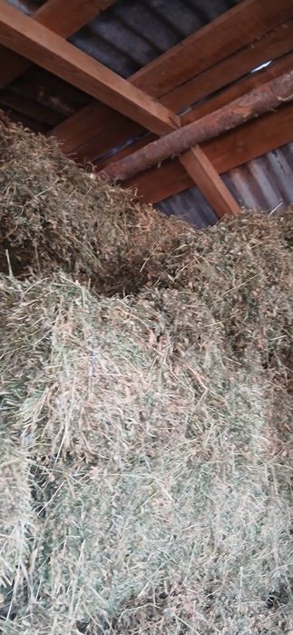 Vand balotii de lucerna