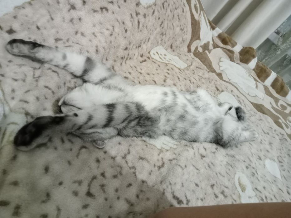 Продам кота вислоухого