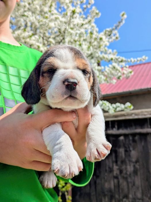 Cățel beagle tricolor