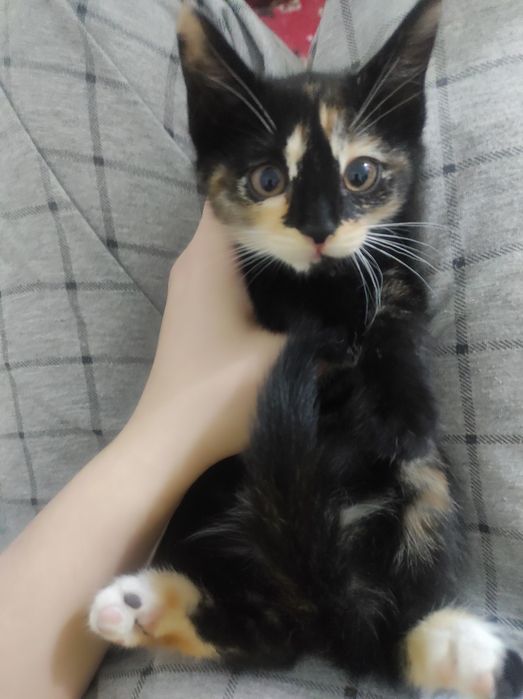 Отдам даром котят в хорошие руки