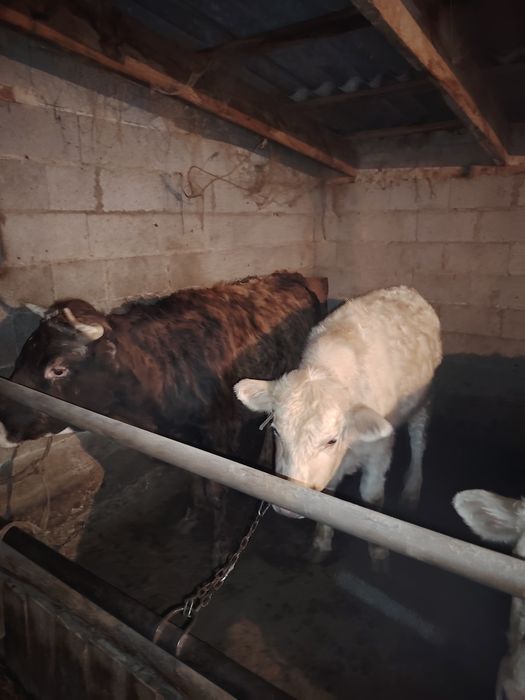 5құнажын 3 бұқа сатылады