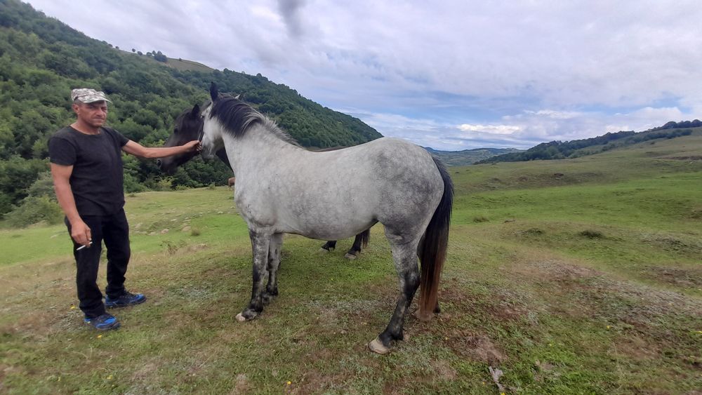 Vând cai unu de 5 ani cal și iapa de 4 ani