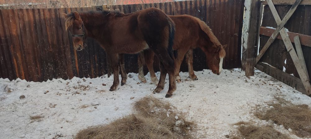 Тайға шыққан жабағы