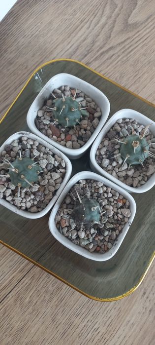 Продам тефрокактус.