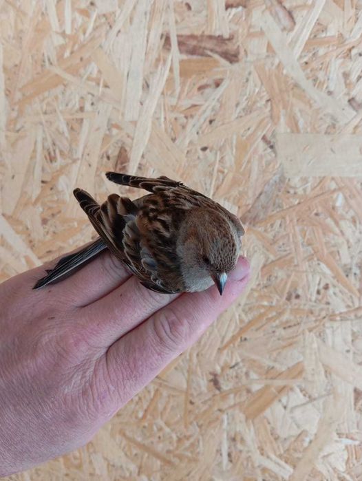 Продам птицу певчие