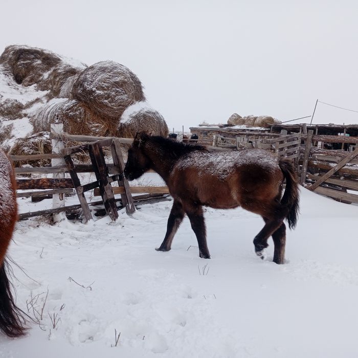 Продам  бие жабагымен