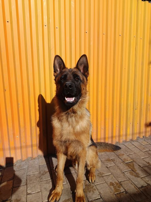 Щенок немецкой овчарки.