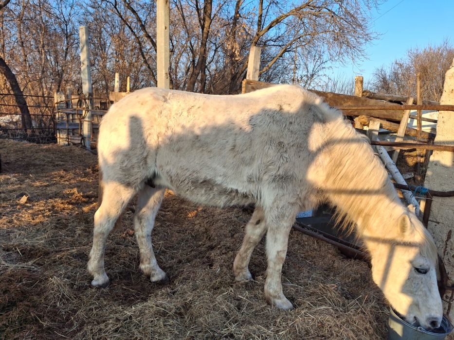 Продам кобылу 6 лет