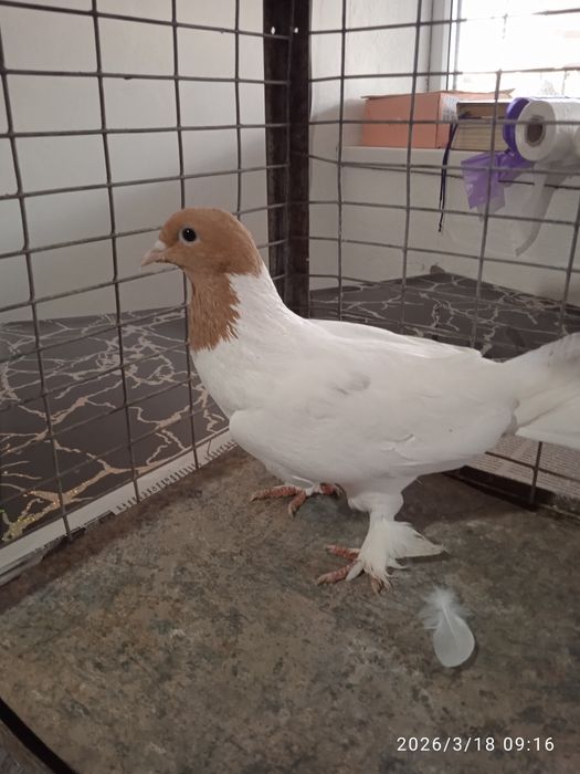 Продается голубка