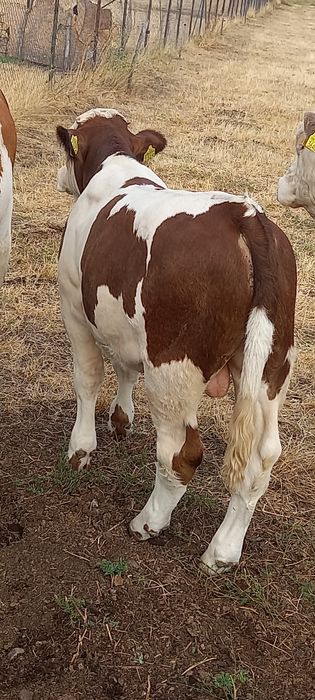 Vând vițel de rasă Bălțată Românească Vârsta 6 luni.