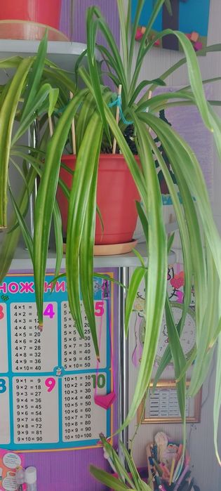 Комнатный цветок Хлорофитум