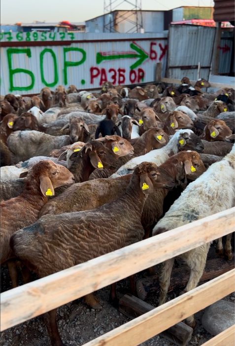 Қой тоқты сатылады!