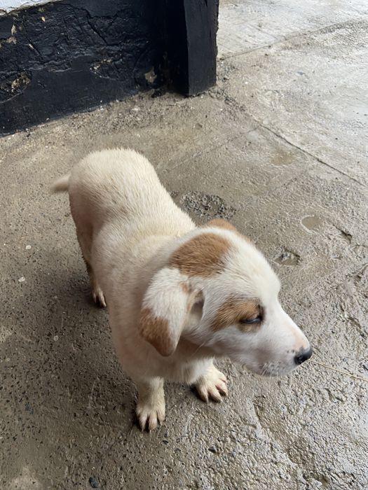 алабай кушик сатылады