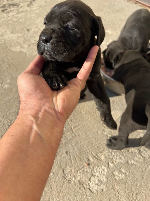 Животные, собаки