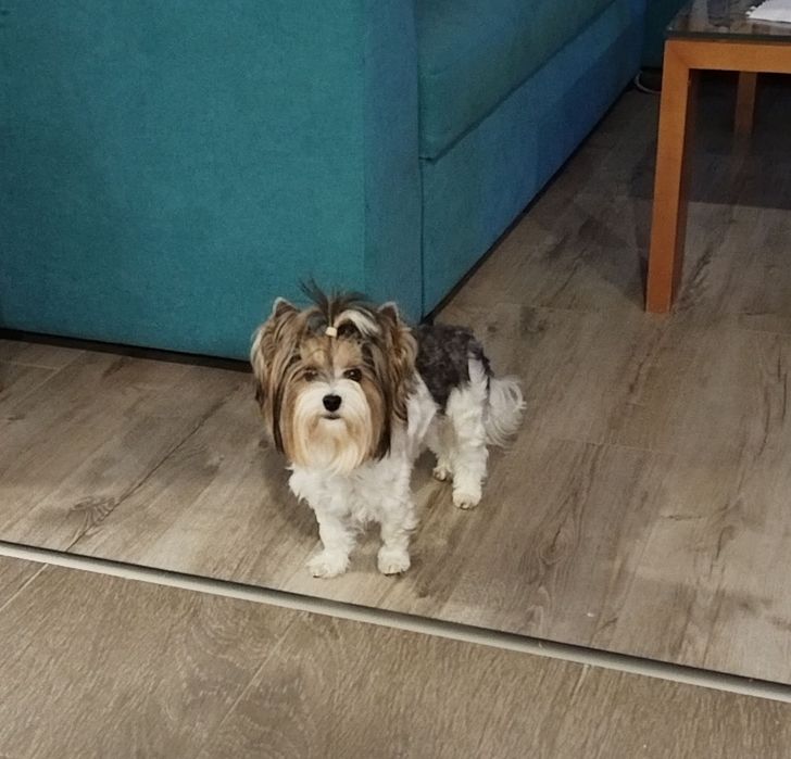 Бивер йоркширски териер