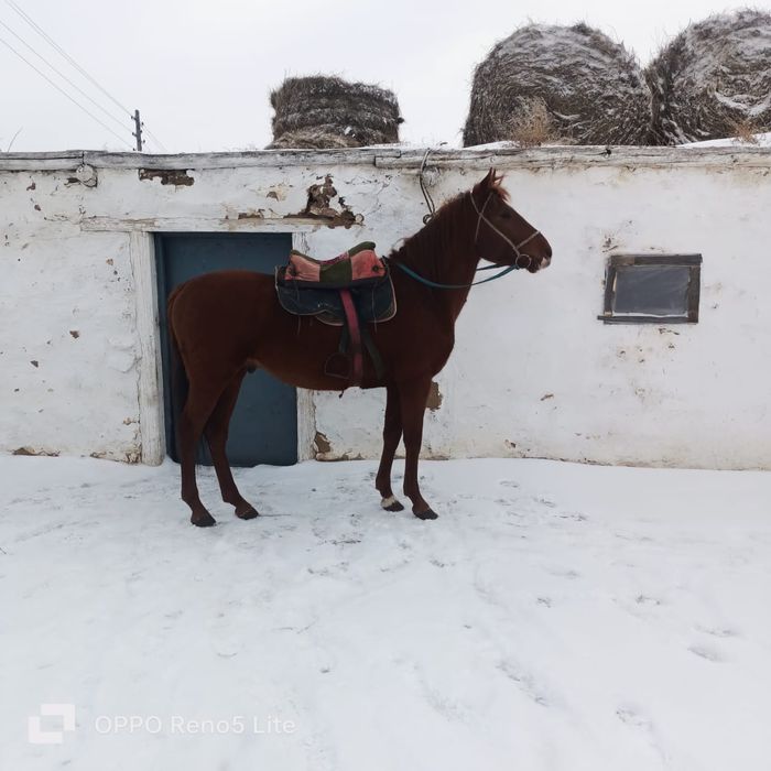 Айғыр бесті, срочно сатылады