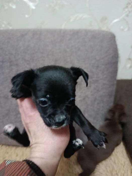 Щенки чихуахуа мальчик и девочка