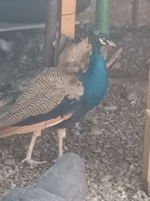 Animale Păuni fazani